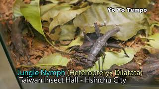 Jungle Nymph Heteropteryx Dilatata  Taiwan Insect Hall  Hsinchu City [upl. by Leahcimnaj]