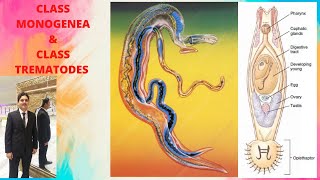 class monogenea and trematoda [upl. by Etnovad]