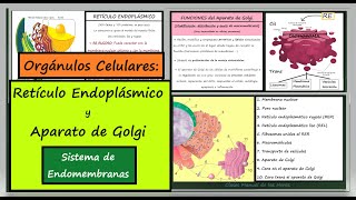 Retículo Endoplásmico y Aparato de Golgi Sistema de Endomembranas LA CÉLULA ORGÁNULOS CELULARES [upl. by Earised]