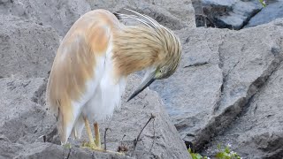 Squacco heron Rallenreiher Kerkini Lake Greece [upl. by Minica645]