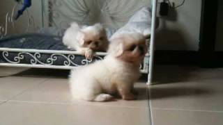 Pekingese Puppies [upl. by Yob593]