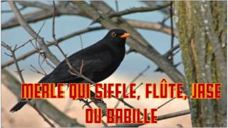 MERLE qui siffle flûte jase ou babille CHANT du MERLE cri whistling babble of BLACKBIRD SINGING [upl. by Kciregor]