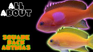 All About The Square Back Anthias or Purple Blotch Basslet or Square Anthias [upl. by Mcknight821]