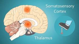 Brain Awareness Video Contest Pain And The Brain [upl. by Raynor601]