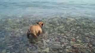 Flathead Lake playing in the water [upl. by Imehon]