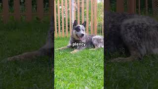 Australian Cattle Dogs 101 Amazing Dog Facts In 60 Seconds 🐶🕒 [upl. by Sherar]