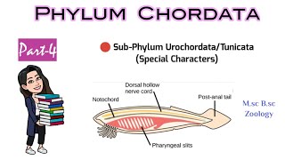 Part4 UrochordataTunicataSea SquirtsDetailed Classification of ChordatesMscBsc Zoology [upl. by Eikceb]