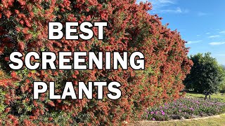 The Best Screening Plants  Ozbreed [upl. by Azarcon559]