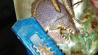 UNBOXING KELOMANG JUMBO  CANGKANG MARMORATUS 65 CM [upl. by Atekihs603]