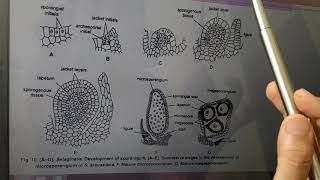 Vd9 Developmental Stages of Sporangia in Selaginella [upl. by Elyr]