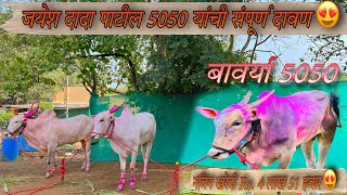 जयेश दादा पाटिल यांची नविन खरेदी बावर्या 5050😍  संपुर्ण 5050 दावण व माहिती ♥️sonya5050 बैलगाडा [upl. by Tnarb]