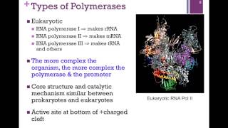 178RNA Polymerase Structure [upl. by Cornwell]