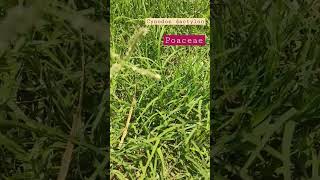 Cynodon dactylon।।Grass। herbs grassplant nature field life exploration Plantinvestigation [upl. by Saval]