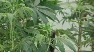 Pot legal nationwide in 5 years [upl. by Fabria541]