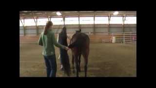 Horse Health and Disease Neurologic Exam [upl. by Publias]