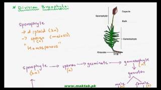 FSc Biology Book1 CH 9 LEC 3 Generations in Division Bryophyta [upl. by Melisande823]