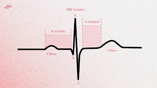 Cardiac Cycle and Blood Flow  Anatomy and Physiology [upl. by Neri668]