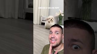 Subscribe for happy puppy ❤️ shortvideo funny puppy viral comedy [upl. by Tnecniv314]