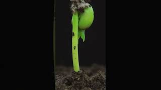 🔴Seed Germination అవ్వట్లేదా shorts seedgermination gardening tips soilmix [upl. by Atkins687]