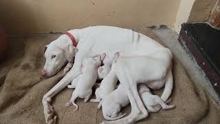 Original Rajapalayam Dog Puppies For Sale [upl. by Noeht]