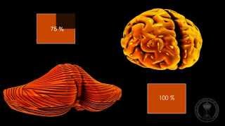 Neuroanatomy  The Cerebellum [upl. by Saucy]