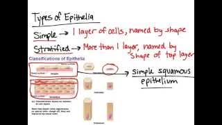 Types of Epithelial Tissues 5 Class 9 Science CBSE 9th Biology [upl. by Eelsha]