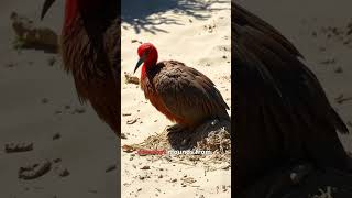 Tje Megapode WildlifeWonder NatureNerds [upl. by Burtis]