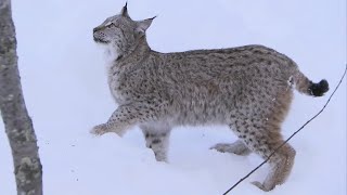 Lynx Jumps 2 Metres Straight Up  Deadly 60  Series 2  BBC Earth [upl. by Kliber]