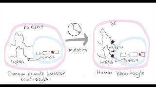 Video synopsis snoRNA Host Gene long noncoding RNA affects cell fate control EMBO Journal [upl. by Addie]