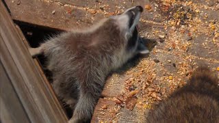 Wild Raccoons And Skunks Having Lunch And Snacks Together 😀 [upl. by Nipahc570]