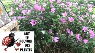 Jardinage lalthéa ou Hibiscus syriacus taile et entretien pante vivace [upl. by Ahsimak]