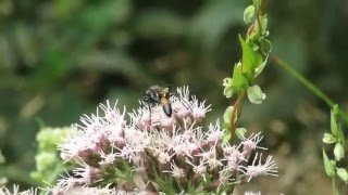 Ammophila sabulosa  kutilka písečná  Redbanded Sand Wasp [upl. by Adamec]