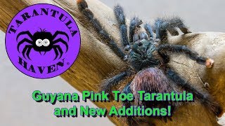 Guyana Pink Toe Tarantula and New Additions [upl. by Salomone]