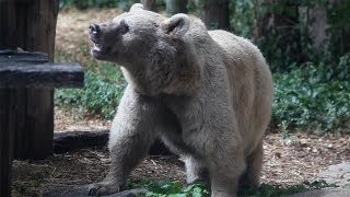 SYRIAN BROWN BEAR eating fish  Melbourne Zoo Australia [upl. by Clyde]