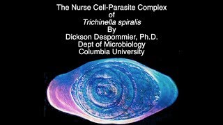 Nurse cellparasite complex of Trichinella [upl. by Alyl]