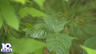 Climate changes leading to more poison ivy experts say [upl. by Jeffries]