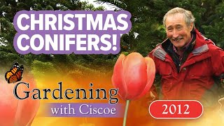 CHRISTMAS CONIFERS How to Pick the Best Tree  Gardening With Ciscoe  Full Episode [upl. by Saalocin]