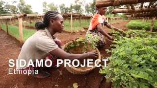 SIDAMA PROJECT  ETHIOPIA [upl. by Doretta]