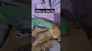 A Mummy Mithu KO Roti Do Millions Views❤️ parrot parrottalking parrotfood kingparrot parrotlet [upl. by Aneerbas]