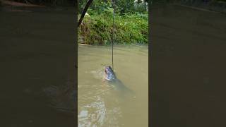 Unbelievable Stump Hook Challenge Fishing Videofishfishvideoshorts [upl. by Aryl]