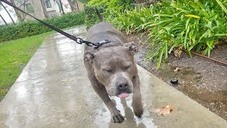 My Pitbull Is So Scared Of Rain [upl. by Hughie]