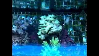 Azores Pet Shop De Jong import 19042012wmv [upl. by Ycniuqal]