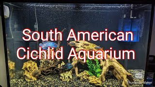 65 Gallon South American Cichlid Tank [upl. by Peltier]