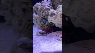 Mantis Shrimp Punch slow motion version 🥊🦐🥊mantisshrimp saltwatertank bravewilderness [upl. by Nivan]