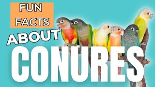 11 Fun Facts About Conures [upl. by Nomi]