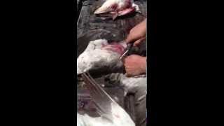 How to Clean a Snow Goose in 10 Seconds [upl. by Thrasher]