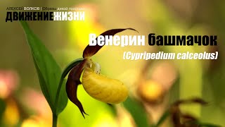 Венерин башмачок Cypripedium calceolus [upl. by Nugesulo]