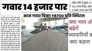 ग्वार का ताजा भाव 18 अप्रैल 2024 आज ग्वार में कितनी आई तेजी देखें भाव gwar ka bhav guar seed price [upl. by Matelda]