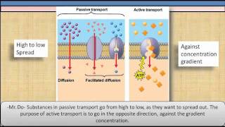 Passive and Active transport [upl. by Hutchins]