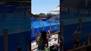 ❤️ MALLORCA Dolphin VS Audience Volley Marineland Magaluf Spain [upl. by Submuloc]